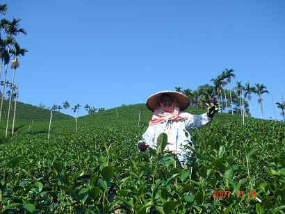 台湾の凍頂烏龍茶の茶畑